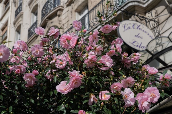 Paris, Closerie des Lilas