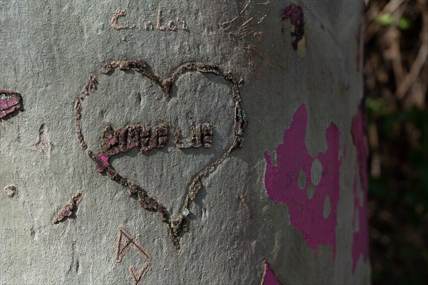 Paris, coeur gravé sur un tronc d’arbre