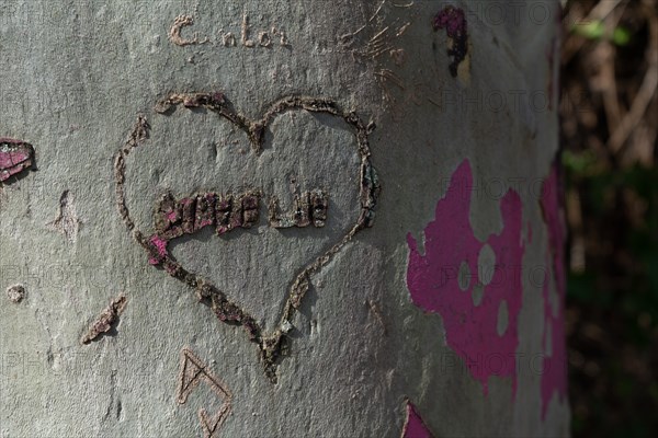 Paris, heart carved on a tree trunk