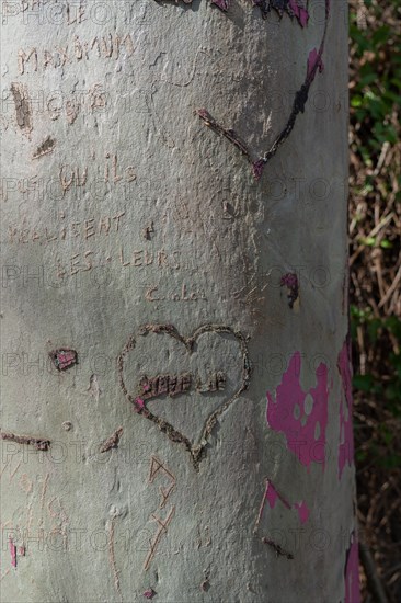 Paris, coeur gravé sur un tronc d’arbre