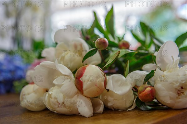 Paris, fleuriste rue d’Alésia