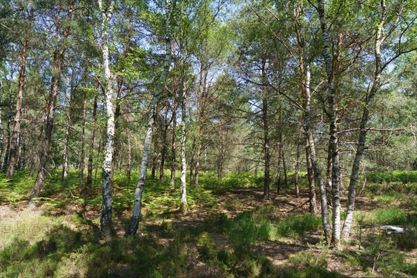 Forêt de Fontainebleau