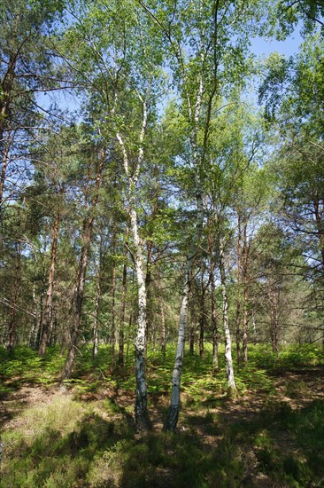 Forêt de Fontainebleau