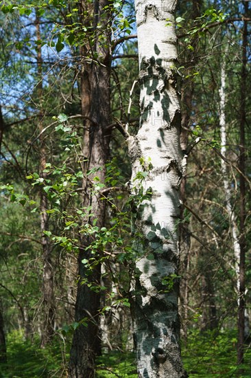 Forest of Fontainebleau