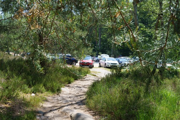 Forest of Fontainebleau