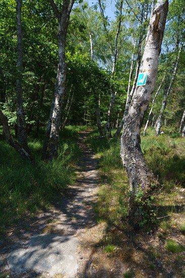 Forest of Fontainebleau