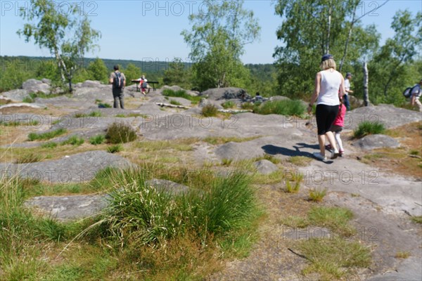 Forest of Fontainebleau