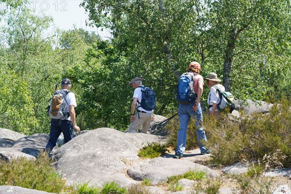 Forest of Fontainebleau