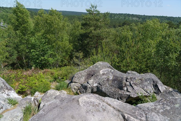 Forest of Fontainebleau