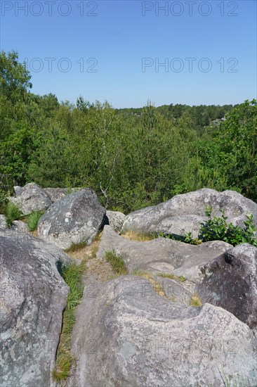Forest of Fontainebleau