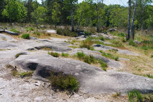 Forest of Fontainebleau