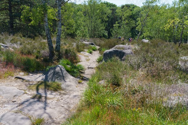 Forêt de Fontainebleau