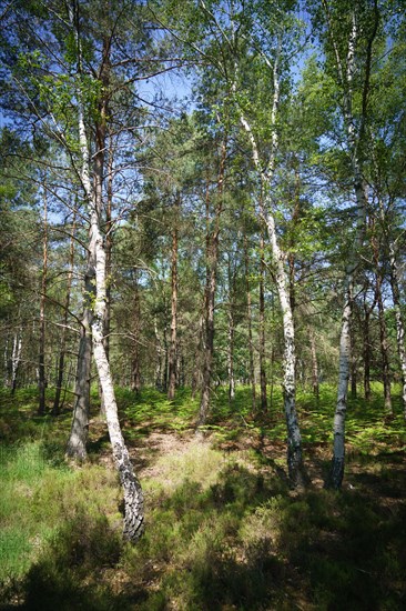 Forêt de Fontainebleau