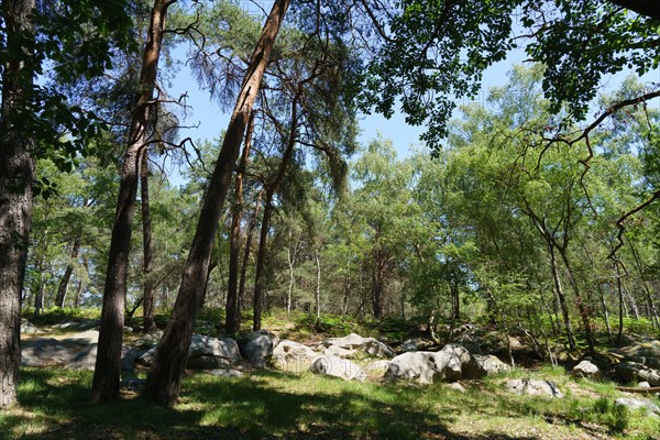 Forest of Fontainebleau