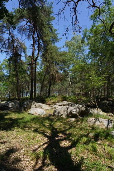 Forest of Fontainebleau