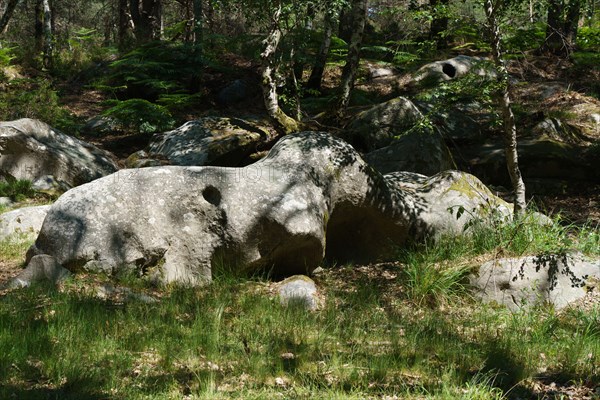 Forêt de Fontainebleau