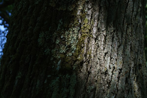 Forêt de Fontainebleau