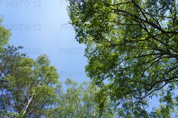 Forest of Fontainebleau