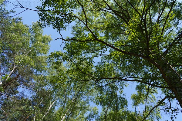 Forest of Fontainebleau