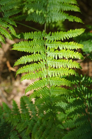 Forêt de Fontainebleau