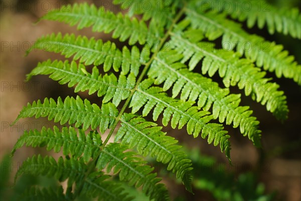 Forêt de Fontainebleau