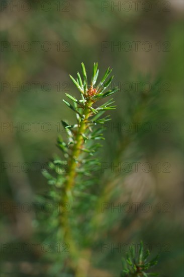 Forêt de Fontainebleau