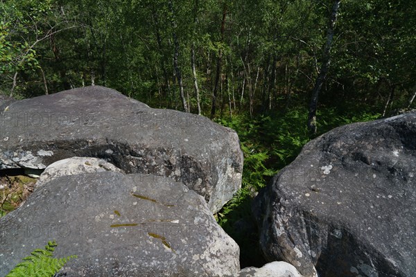 Forêt de Fontainebleau