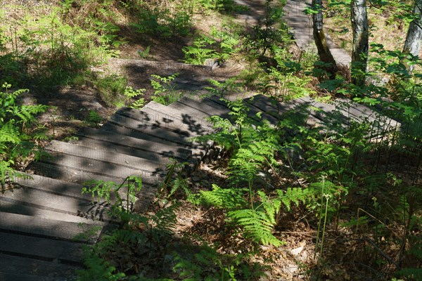 Forêt de Fontainebleau