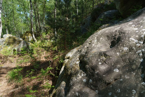 Forest of Fontainebleau