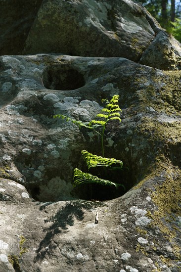 Forêt de Fontainebleau