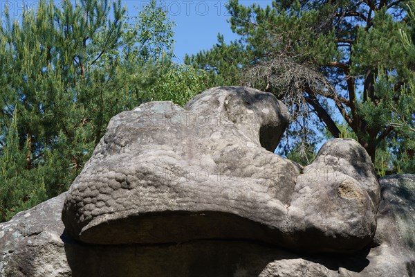 Forest of Fontainebleau