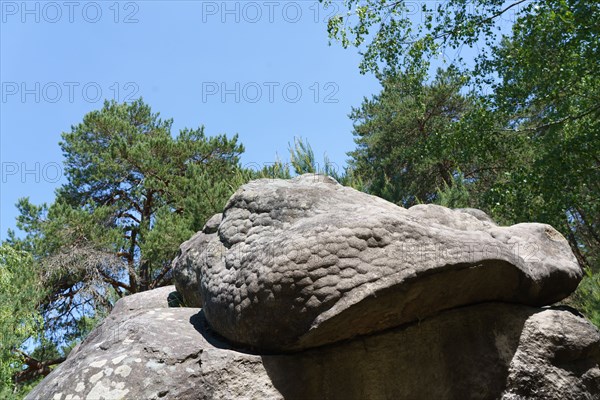 Forêt de Fontainebleau