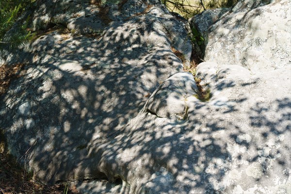 Forêt de Fontainebleau