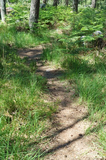 Forest of Fontainebleau