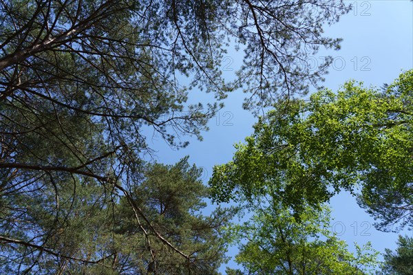 Forest of Fontainebleau