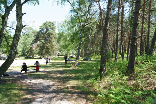 Forest of Fontainebleau