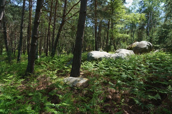 Forest of Fontainebleau