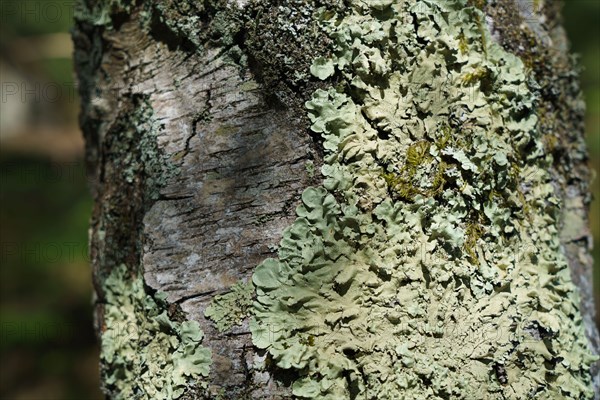 Forest of Fontainebleau