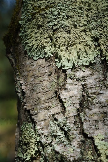 Forêt de Fontainebleau