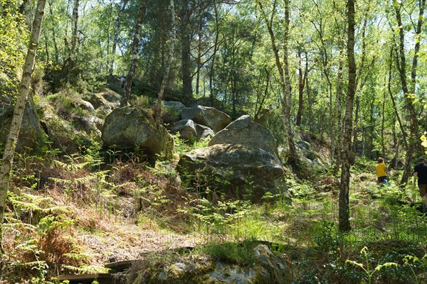 Forêt de Fontainebleau