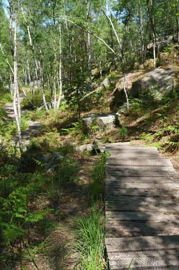 Forêt de Fontainebleau