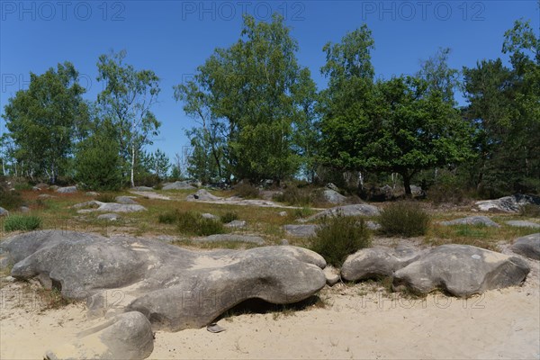 Forest of Fontainebleau