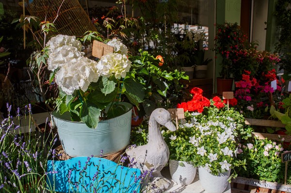 Paris, flower shop on rue d'Alésia