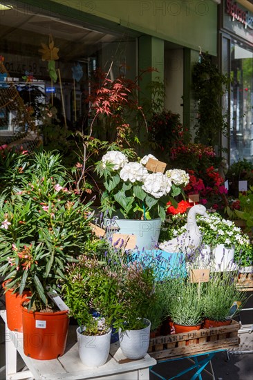 Paris, flower shop on rue d'Alésia