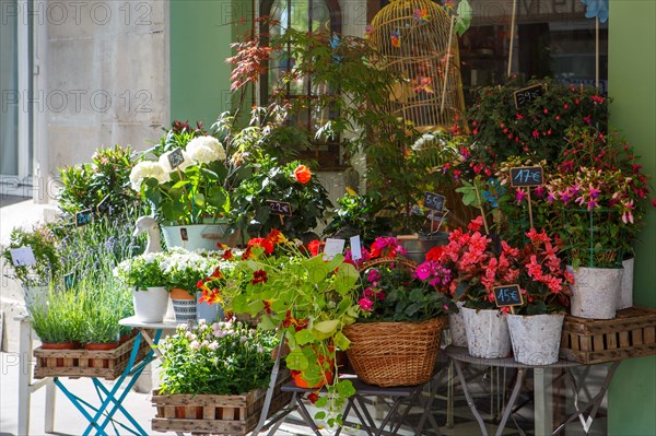 Paris, flower shop on rue d'Alésia