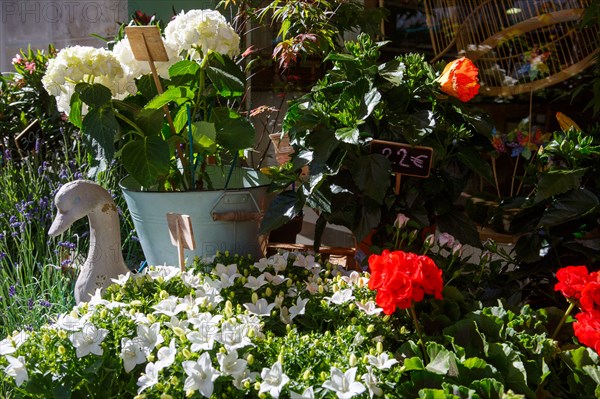 Paris, flower shop on rue d'Alésia