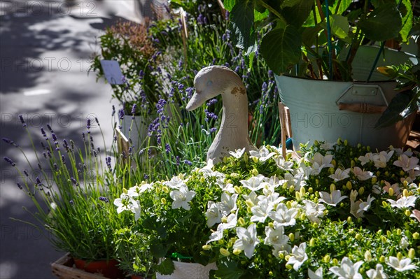 Paris, flower shop on rue d'Alésia