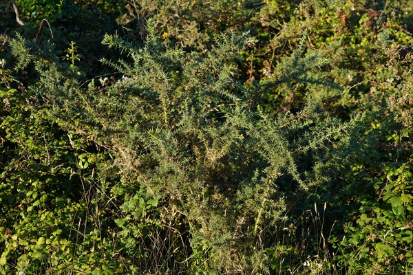 Heath and gorse at the Pointe de Kermorvan, North tip of Finistère