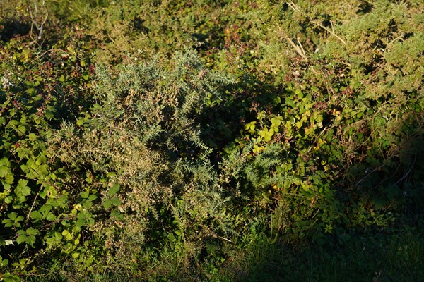 Heath and gorse at the Pointe de Kermorvan, North tip of Finistère