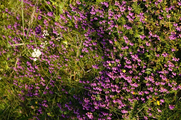 Lande and heather on the Pointe de Kermorvan, North tip of Finistère